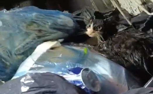 Konteyneri boşaltırken gördükleri ağzı bağlanmış poşetteki kediyi kurtardılar