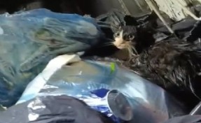 Konteyneri boşaltırken gördükleri ağzı bağlanmış poşetteki kediyi kurtardılar