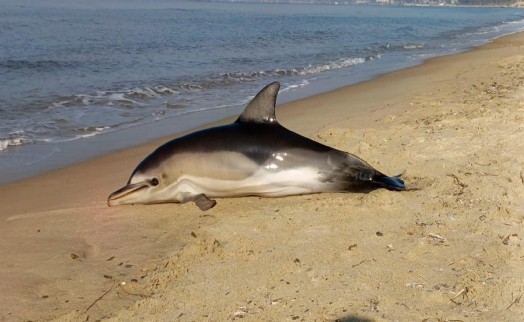 Kuşadası'nda sahile ölü yunus vurdu