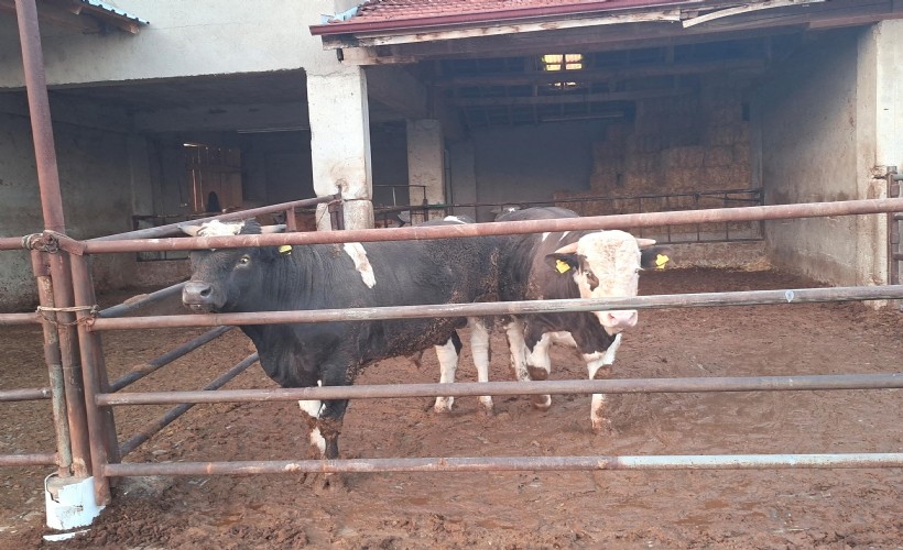 Kütahya’da şap karantinası