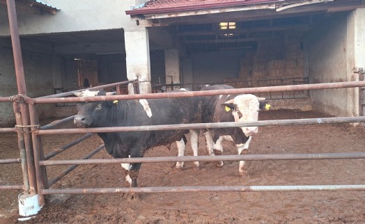 Kütahya’da şap karantinası