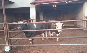 Kütahya’da şap karantinası