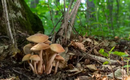 Mantar toplarken kayboldu: Drone ile aranıyor