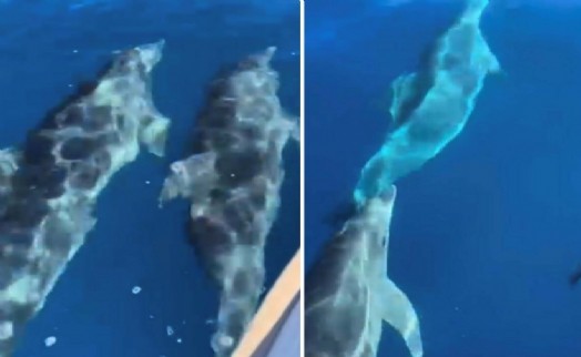 Muğla'da teknenin yanında yüzen yunus sürüsü kamerada