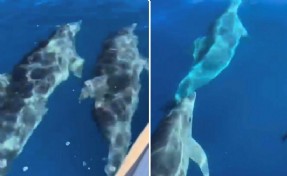 Muğla'da teknenin yanında yüzen yunus sürüsü kamerada