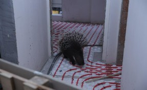 Nesli tehlike altında olan kirpi kurtarıldı