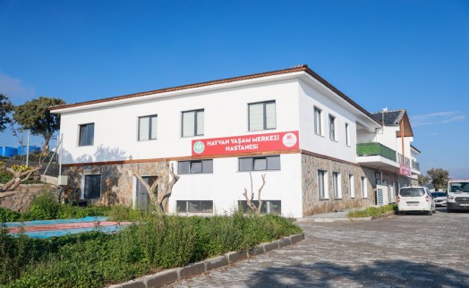 Sahiplendiği 2 köpeği sokağa atan kadına 172 bin 716 TL ceza