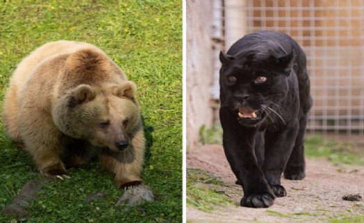 İzmir Doğal Yaşam Parkı’na siyah jaguar ve boz ayı geldi