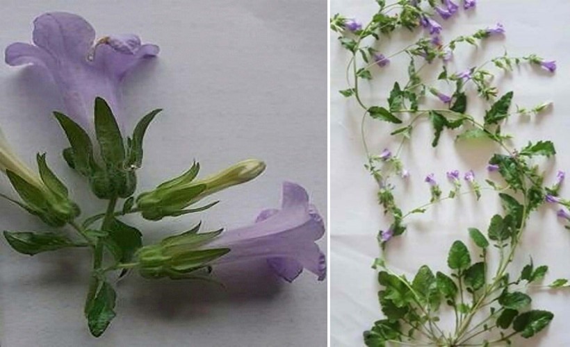 Aydın'da yeni bir bitki türü keşfedildi; 'Kuşadası Çanı' adı verildi