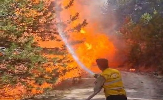 Aydın'da orman yangını