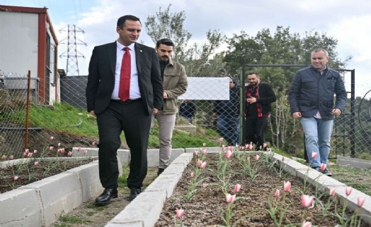 Bornova Lalesi 30 yıl sonra yeniden çiçek açtı
