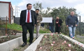 Bornova Lalesi 30 yıl sonra yeniden çiçek açtı