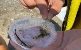 Bozburun Özel Çevre Koruma Bölgesi'nde 'mikroplastik' alarmı