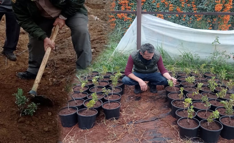 Çeşme damla sakızı üretimi büyüyor!