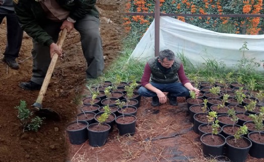 Çeşme damla sakızı üretimi büyüyor!