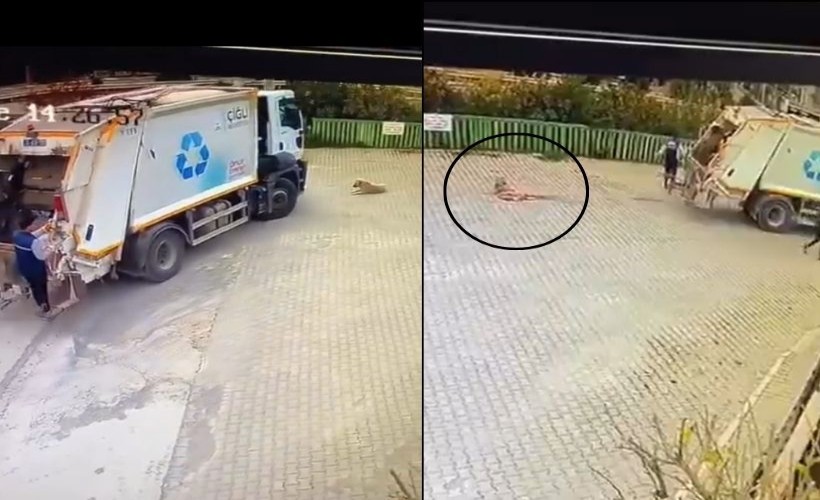 Çöp kamyonu sokak köpeğini ezerek öldürdü! Çiğli Belediyesi soruşturma başlattı, şoför açığa alındı!