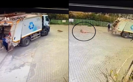 Çöp kamyonu sokak köpeğini ezerek öldürdü! Çiğli Belediyesi soruşturma başlattı, şoför açığa alındı!