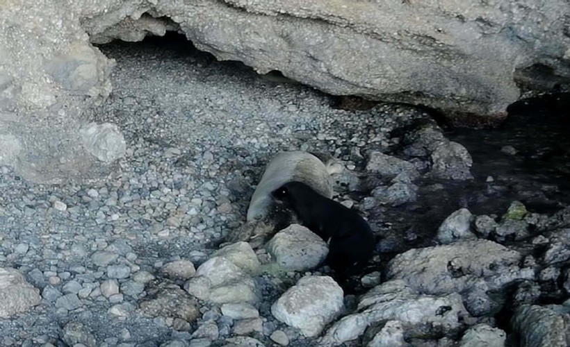 Gökova Körfezi'nde yavru Akdeniz foku, fotokapanla görüntülendi