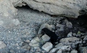 Gökova Körfezi'nde yavru Akdeniz foku, fotokapanla görüntülendi