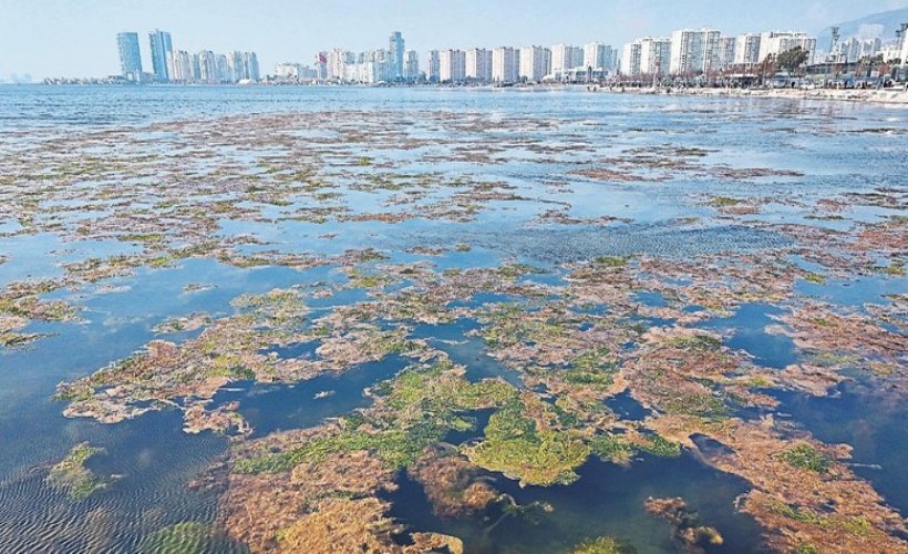 İzmir Körfezi yine yeşillendi