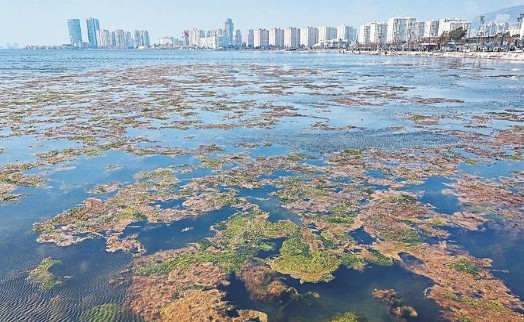 İzmir Körfezi yine yeşillendi