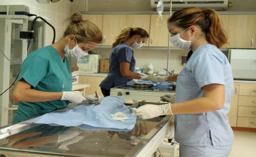 Karşıyaka Belediyesi’nden toplu kısırlaştırma hamlesi