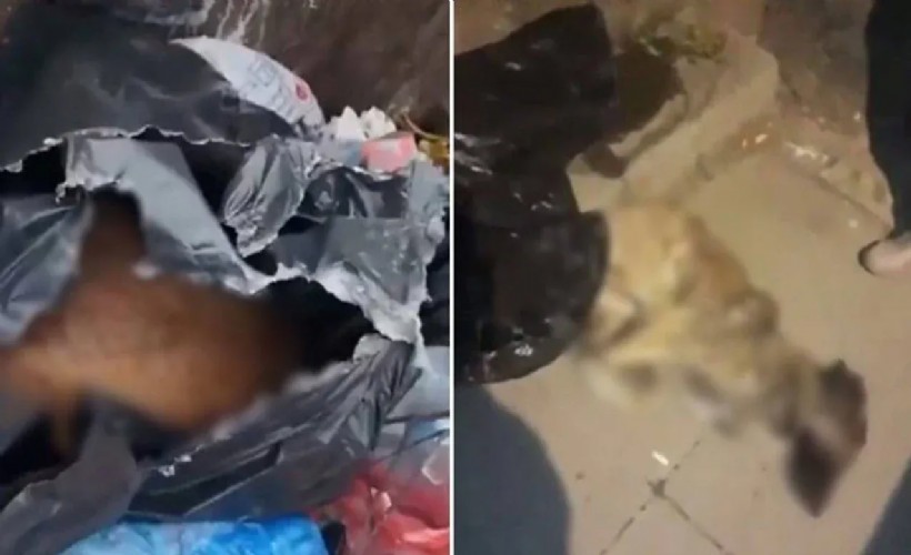 Katliam yasası cesaret verdi! Sancaktepe’de köpekleri öldürüp çöpe attılar