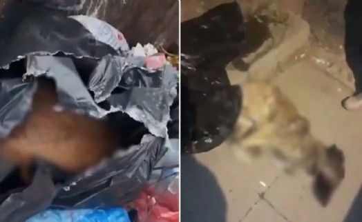 Katliam yasası cesaret verdi! Sancaktepe’de köpekleri öldürüp çöpe attılar