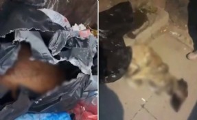 Katliam yasası cesaret verdi! Sancaktepe’de köpekleri öldürüp çöpe attılar