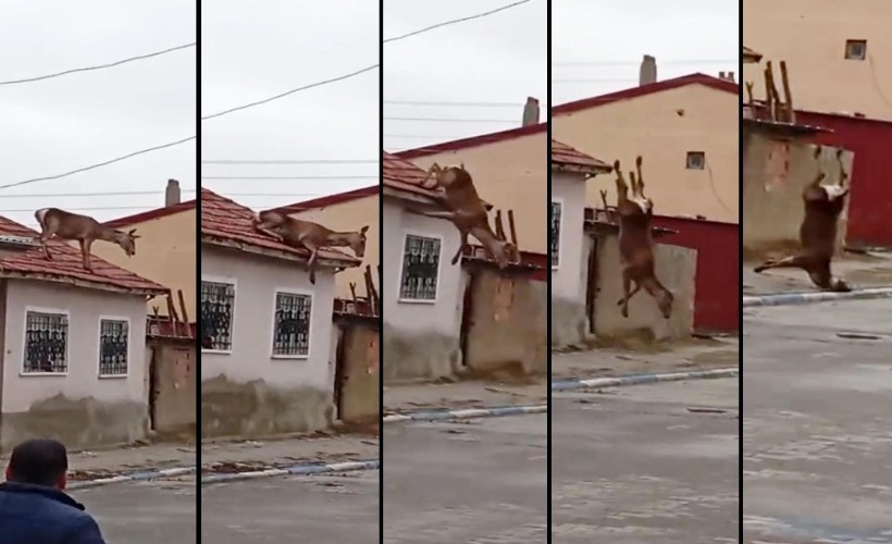 Köpeklerden korkup çatıya çıkan kızıl geyik, düşüp öldü
