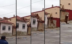 Köpeklerden korkup çatıya çıkan kızıl geyik, düşüp öldü