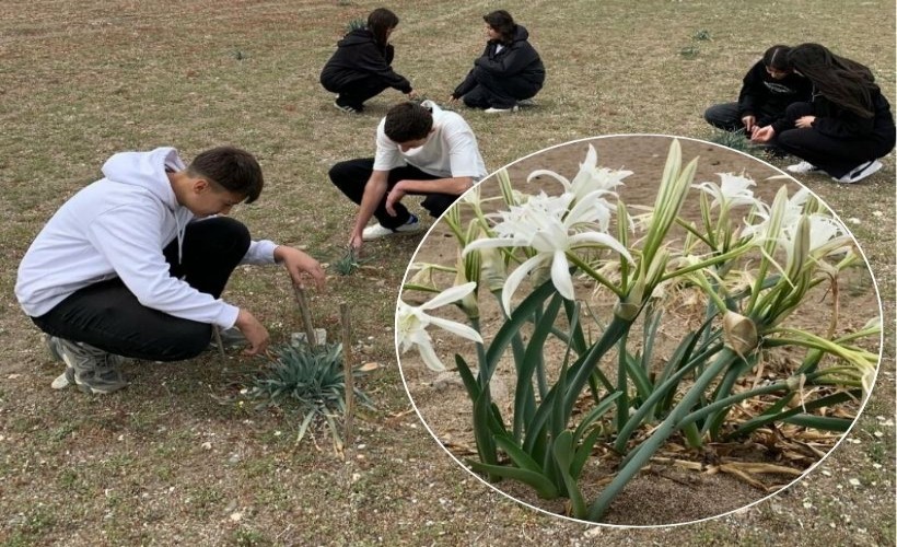 Liseli öğrenciler kum zambakları için seferber oldu: Tüm dünya tanıyacak