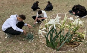 Liseli öğrenciler kum zambakları için seferber oldu: Tüm dünya tanıyacak