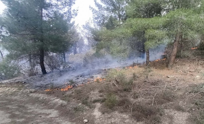 Manisa'da 1 hektar orman yandı