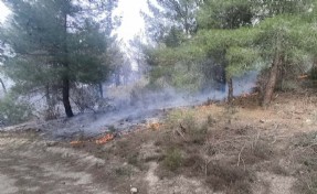 Manisa'da 1 hektar orman yandı