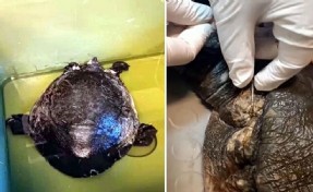 Muğla'da yaralı caretta caretta bulundu: Olta iğnesi saplanmış