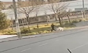 Sokak köpeğinin saldırısına uğrayan çocuk yaralandı; o anlar kamerada