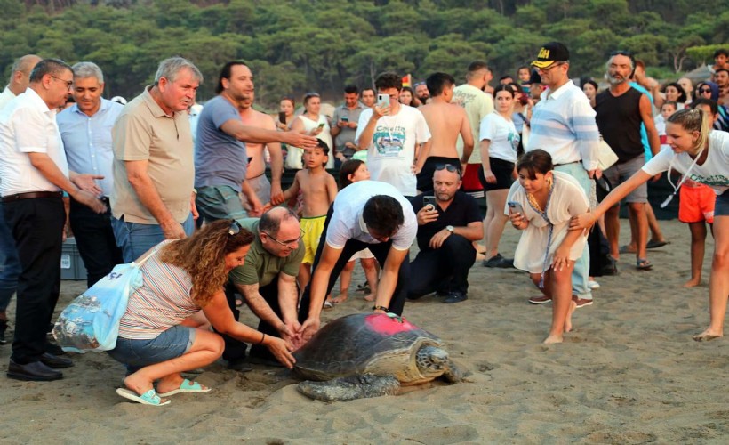 Tatilcilere bayram öncesi caretta caretta uyarısı: Beslemeyin