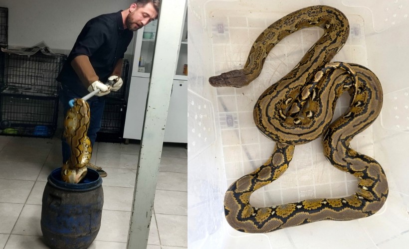 Yolcu otobüsünde, karton kutuda piton ele geçirildi