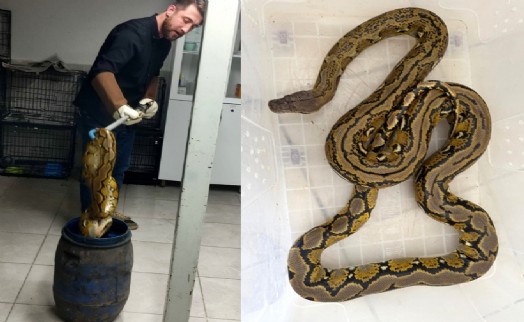 Yolcu otobüsünde, karton kutuda piton ele geçirildi