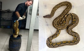 Yolcu otobüsünde, karton kutuda piton ele geçirildi