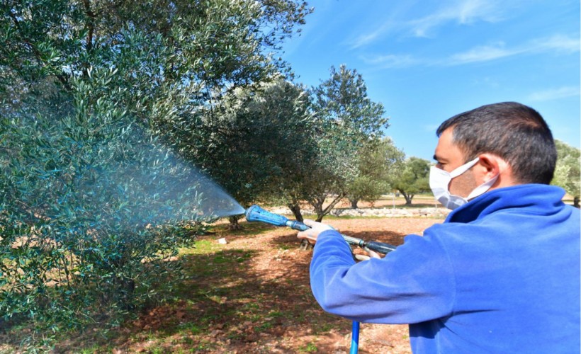 Zeytin üreticisine 'ilaç' oldu