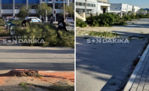 İAOSB'deki ağaç kesimine ilişkin açıklama: 'Su baskınlarına sebep oluyorlar!'