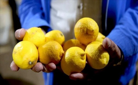 Bakanlık yurt dışına limon satışını yasakladı