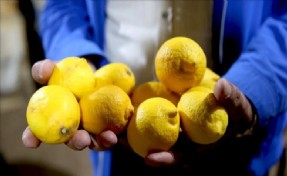 Bakanlık yurt dışına limon satışını yasakladı