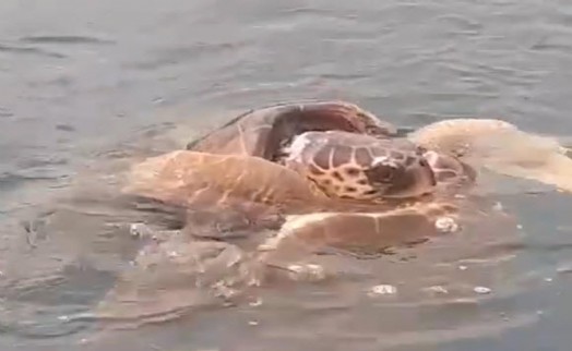 Caretta carettaların çiftleşme döneminde sessizlik uyarısı