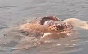 Caretta carettaların çiftleşme döneminde sessizlik uyarısı