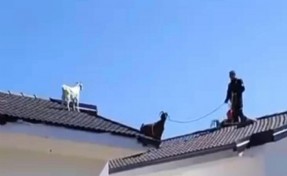 Çatıya çıkan oğlak itfaiye ekipleri tarafından güçlükle indirilebildi