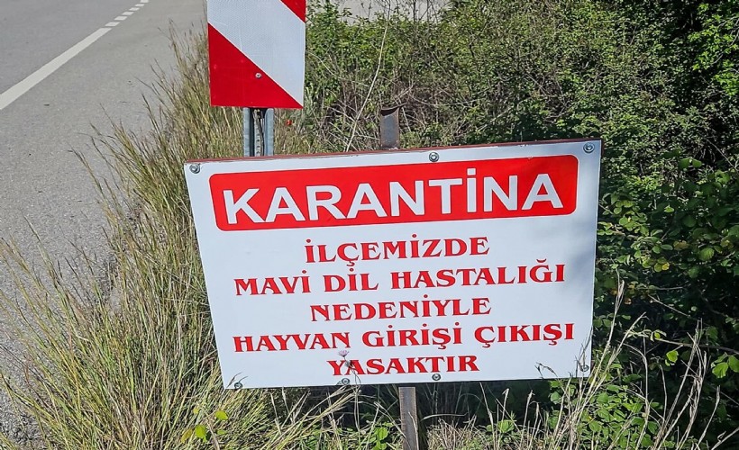 Datça'da 'mavi dil hastalığı' karantinası