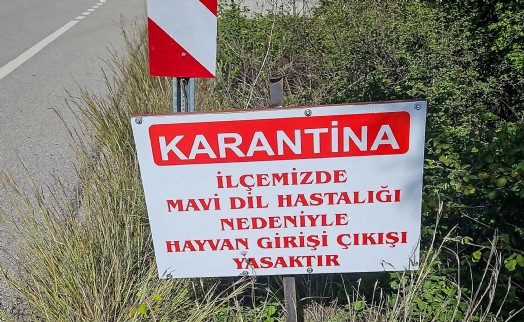 Datça'da 'mavi dil hastalığı' karantinası